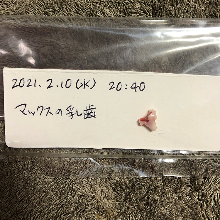 さっき、ガジガジしてたタオルに血が付いてて近くに落ちてた乳歯🦷を見つけた〜☺️👍
この前も血が出てたから、抜けてるかも❗️