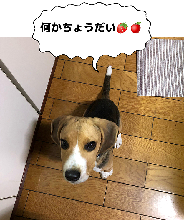 夜はダメだよ🙅♀️
体重は5.9kgに増えてた😄
3週間前は5.1kg❗️成長してるね〜🍀