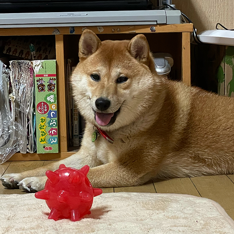 携帯を触ってるとすぐにこっちを見て怒ってきます💦