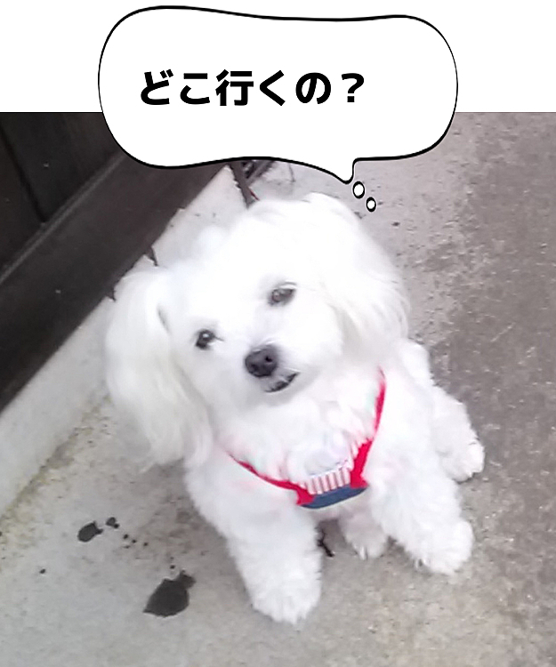 寂しそうなお見送り🥺
早く帰って来るからね😊