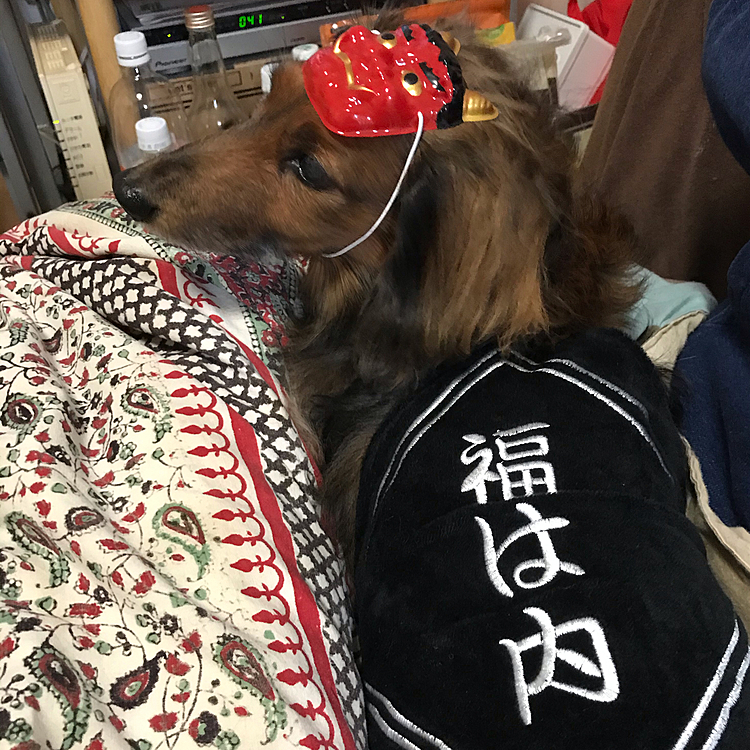初めまして。ランディー君です
疲れて帰宅したら…