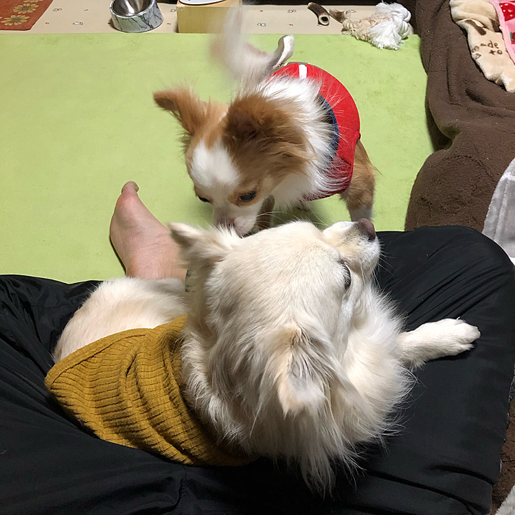 おはようございます😄
朝からイチャイチャしてるように見える2人🎵
小雪はお散歩後で二度寝したいからイヤ🐶
小春は遊んでほしい🐶