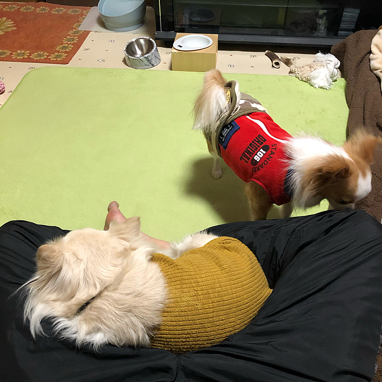 小雪は、小春を無視して寝る❣️
小春は、仕方なく面白い事を探すことに🎵