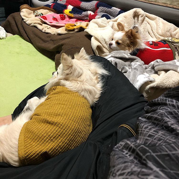小雪、眠いのにテレビうるさいわぁ🐶
小春、小雪たんホンマに寝るん❓