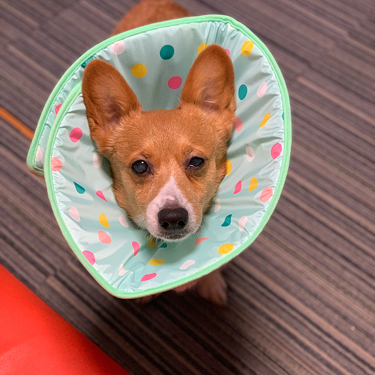 こんばんは⭐️
この時期よくあるのですが、おメメをカイカイし過ぎて、傷付いてしまい（今回は左目💦）、お医者さんに行って診ていただき、目薬&カラー生活です💧
目薬は2種類あるのですが、1剤を指したら5分後に2剤目を指して、更に5分後に白内障の目薬💦これを1日3回💦まさに目薬に追われる生活です😅