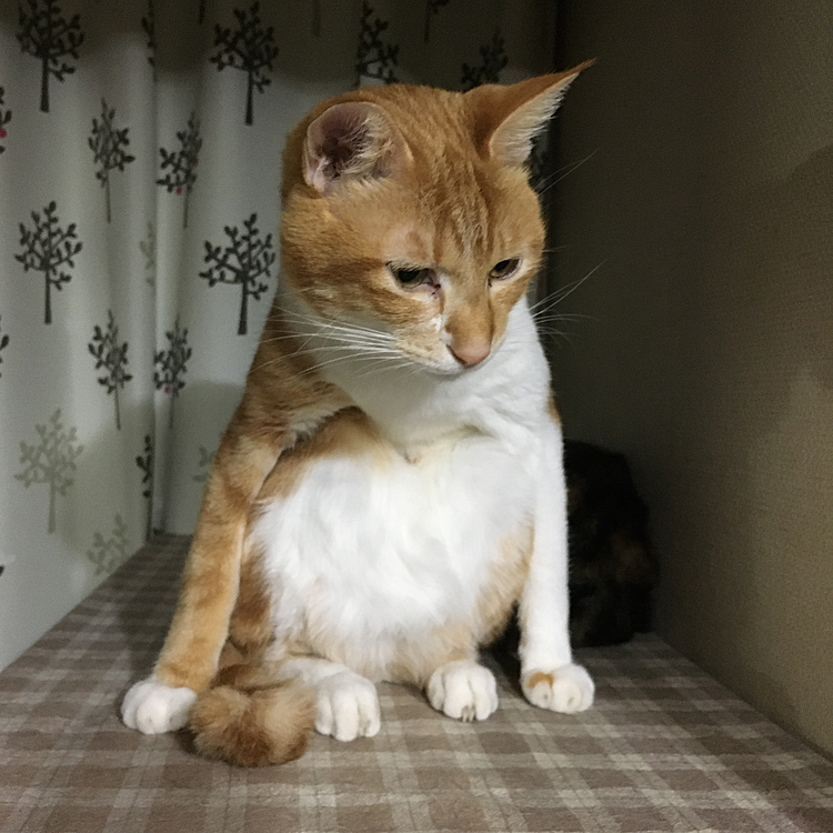 変な格好③ムギ