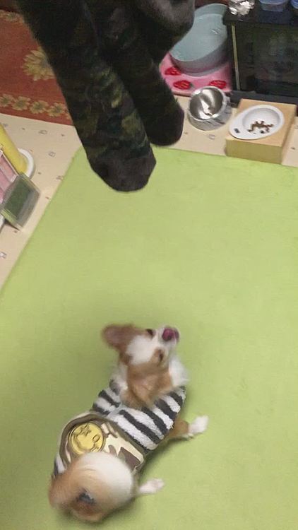 靴下🧦に大興奮💨
ちょっとくらいいいけど…
そんなに引っ張ったら伸びるから🤣