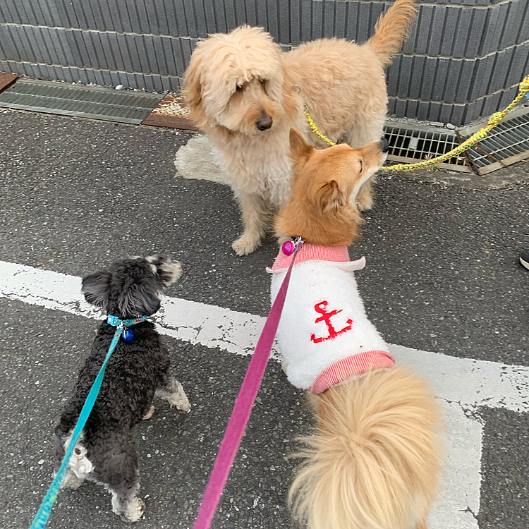 こんばんは🐶
ララ、サンの親友犬のケンケンと一緒にお散歩🐾🐾🐾大中小🤣