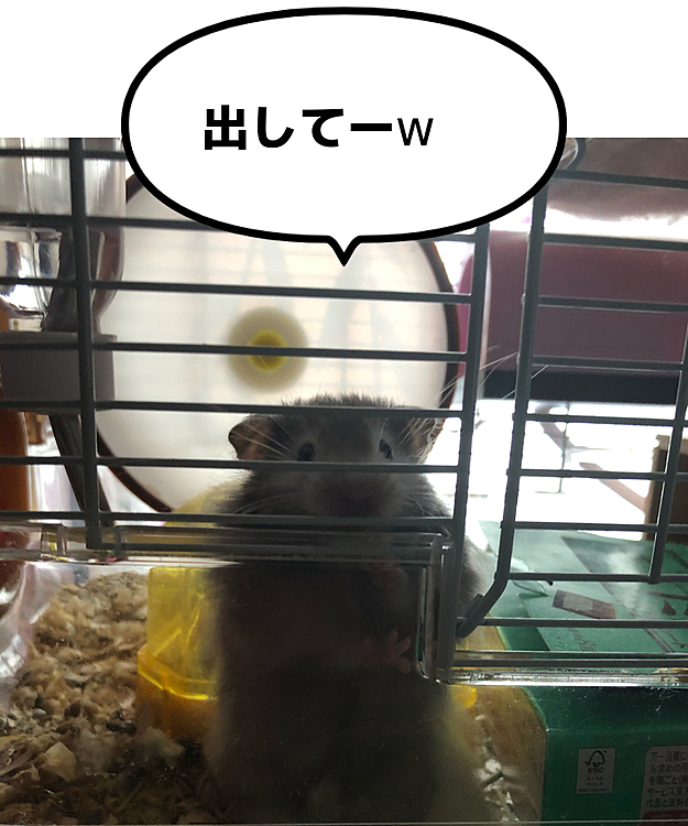 遊んで欲しいぐれおさん(●´ϖ`●)
