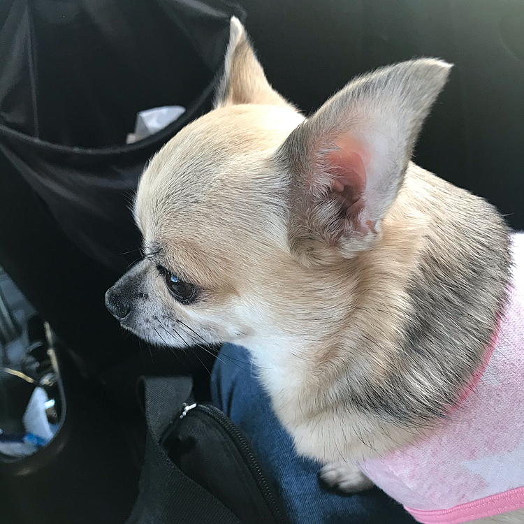 pocoは、車でお出かけしましたよ🚗👍後部座で暖かい日差しにウトウト眠ってしまいました☺️お散歩行こうと思ったけどハーネスを忘れて行けずに🐕💦