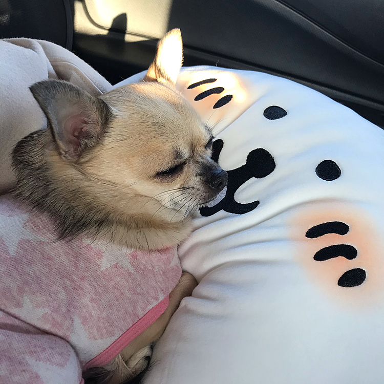 明日も晴れるのでお散歩行こうね🐕✨