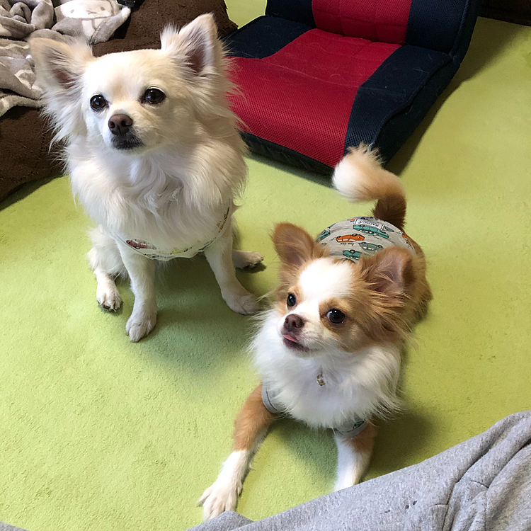 小雪 : ちょっと、小春たん❣️
ベロ👅ちょっと出てるけどいいの❓
小春 : いやいや、そんなはずないわぁ〜🎵
ってホンマや❣️