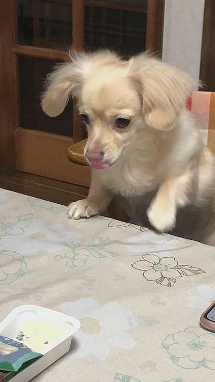 先日、おとーさんにワンするイヴです😂
原因は、チーズ🧀
おとーさん、おつまみに食べてるから、気になって仕方ない🤣
椅子に乗せてたので、身を乗り出してます😅


昨日は、広い範囲で揺れてたみたいで、ビックリしましたが、余震が大きくはないですが、結構ありますね💦

イヴの避難グッズとかも考えないと。と思いました🥲

まだ気をつけねば！


