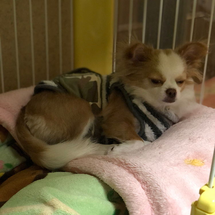 小春は4:00過ぎに💩して二度寝💤🐶
いつもやけど…眠い時の顔はブサい🤣