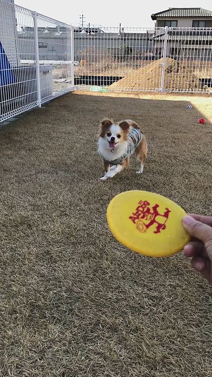 昨日は天気もよく暖かかったので
プライベートドッグランで遊んだね🎵🐶🐶
小春よ〜
フリスビー🥏ちゃんとちょーだいよ🤣