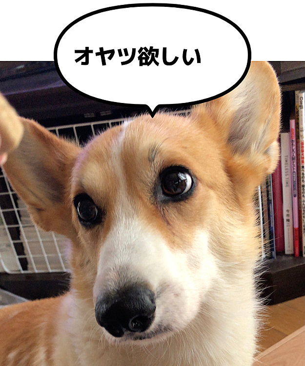 ボクにもくらはいよ🌀