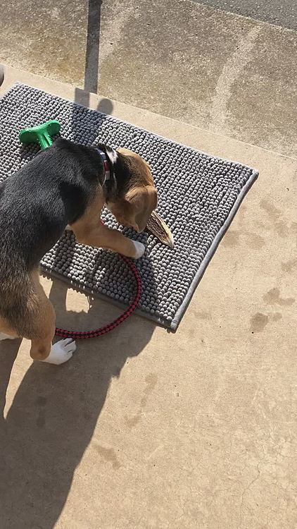 鹿の角をあげてみた🐶
これ何だろう⁉️って感じかな😄