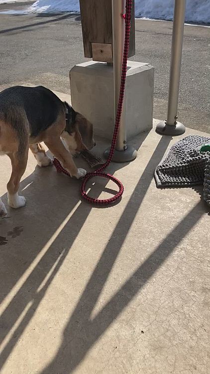 届かないところに行っちゃった‼️🐶🧢💦
