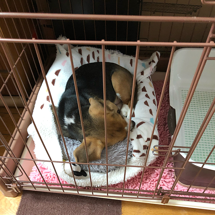今日は雨が降る前に外で遊んで、疲れてお昼寝🐶🧢💤💤
今は大雨🌧
また雪に変わるみたい❄️😣
今週は寒くなるから気をつけて過ごそうね❣️🍀