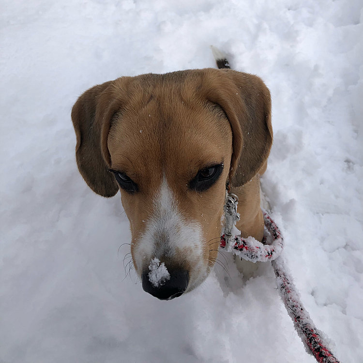 雪にダイビングしたよ❄️🐶🧢