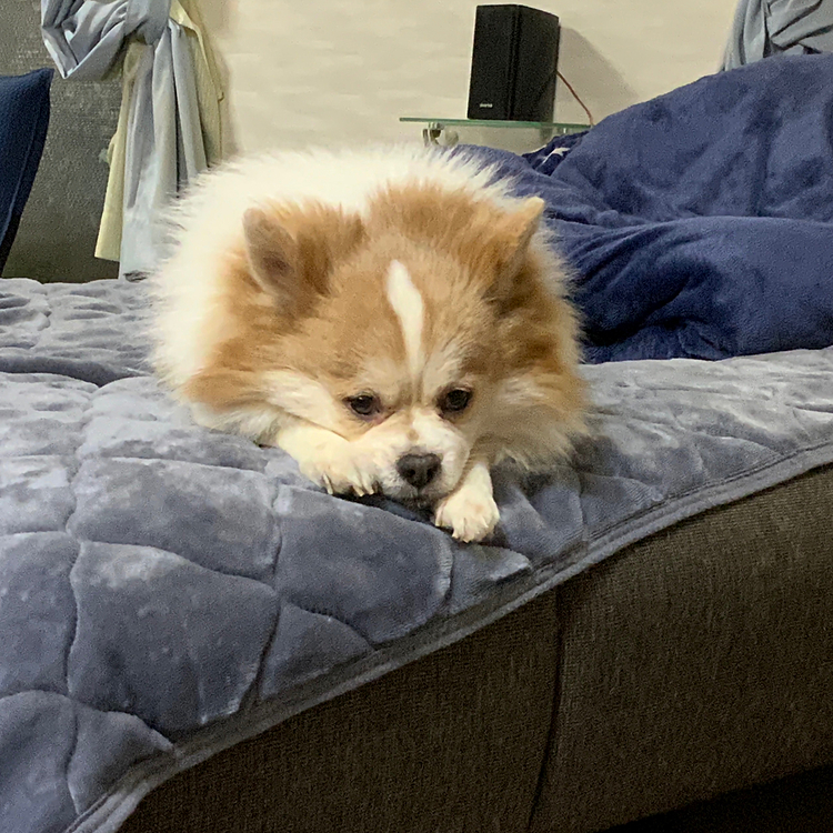兄貴はソファベッド独り占め😅です
おやすみ