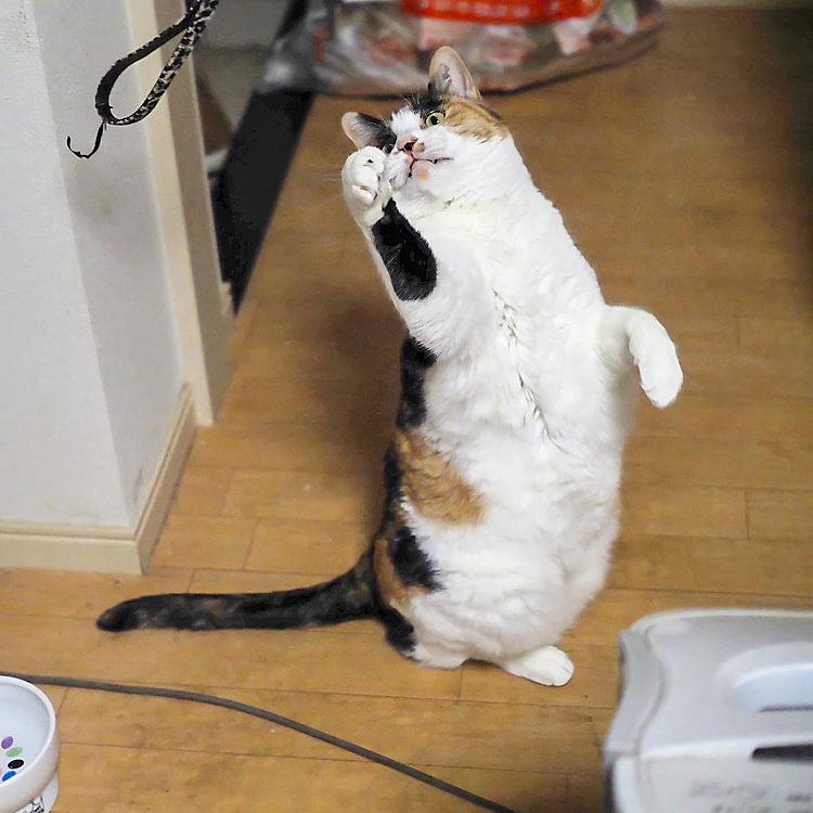 狙いを定めてパンチにゃ。
