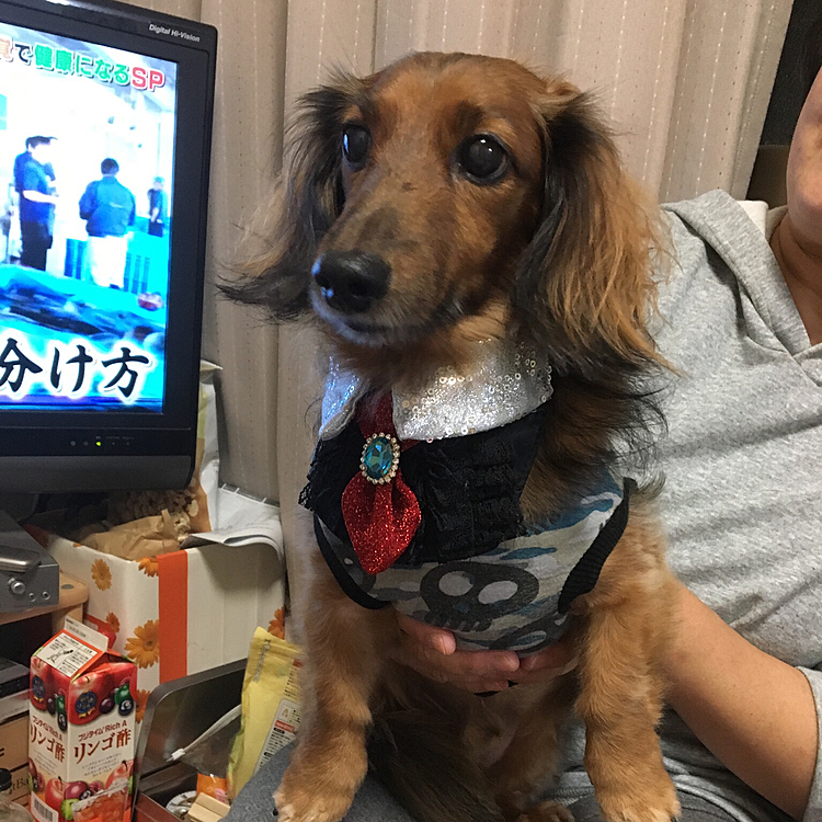 ラン君もおすましさん