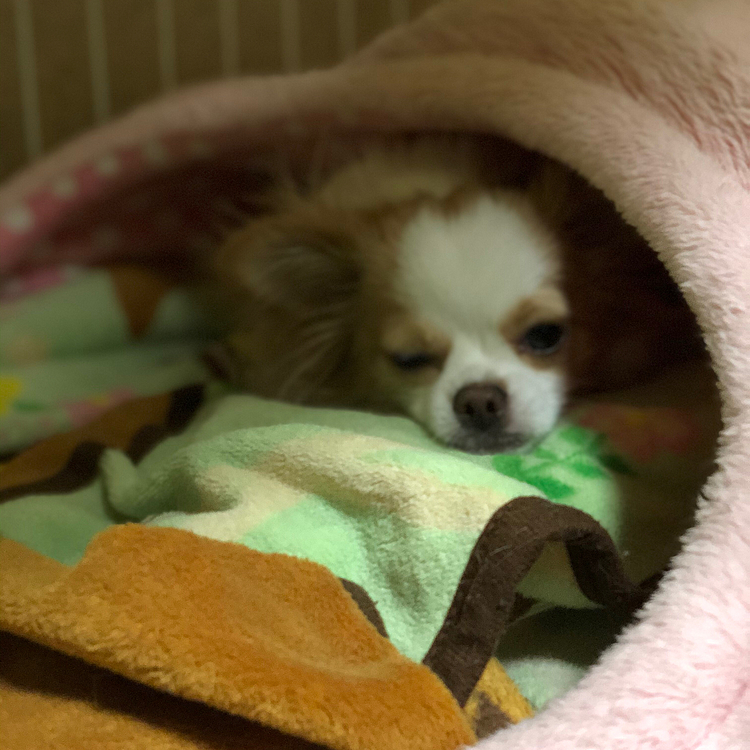 小春はまだ寝起きボケボケ💤🐶
起きる気なさそうだったので、無理に起こしました🤣
チッチと💩したから、また二度寝から💤🐶