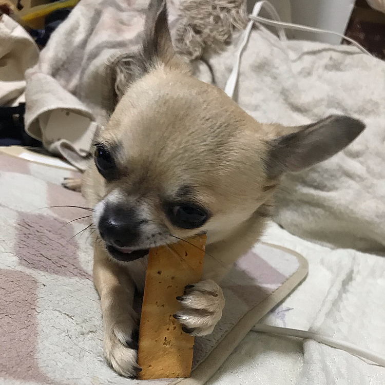 こんばんは🌙
ヒマチーを真剣にカジカジ、大事そうに抱えてます🐶💦