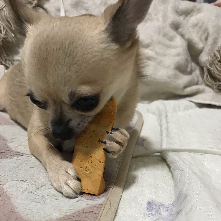 器用に手を動かしてます🐶💦