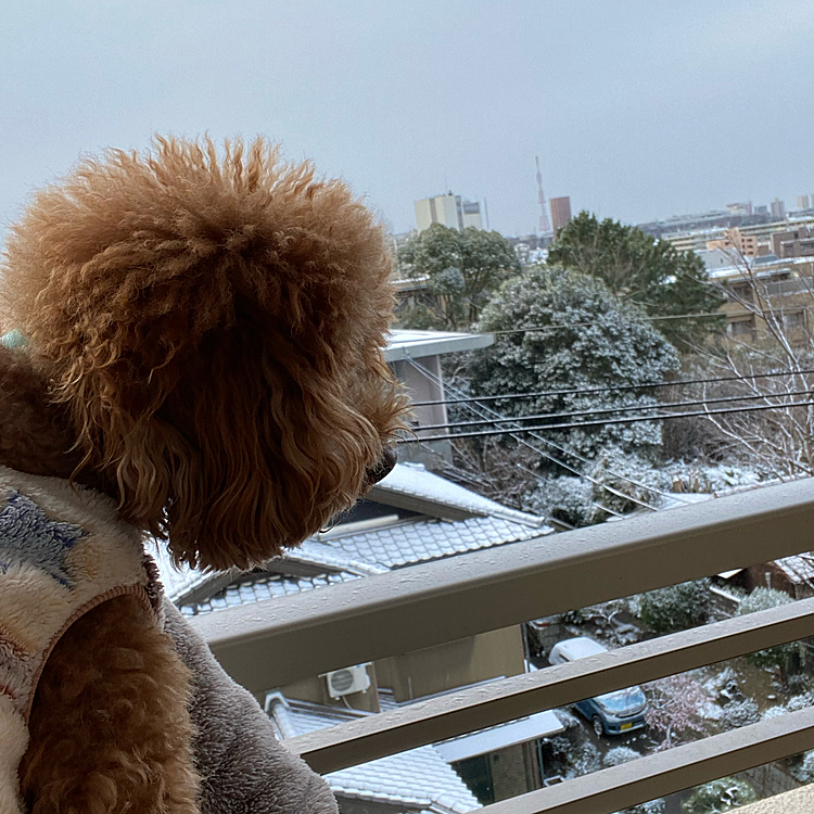 そして今日はようやくトリミング✂️
しかし昨夜から雪予報☃️
相変わらず屋根に薄っすら積もる程度でした❄️

知り合いのトリマーさん宅までは自転車なので道路は積もらなくて良かったです☺️