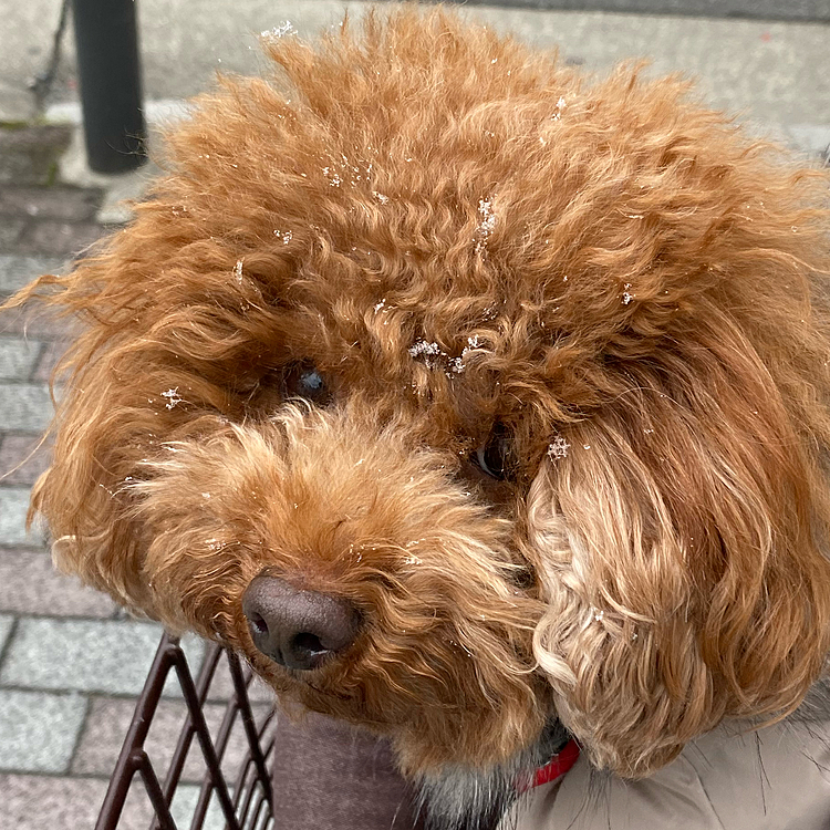 パンクしていた自転車は日曜日にお散歩がてら直しに行ったら空気を入れる所のゴムパッキンの劣化との事で部品を交換するだけで済みました🚲

家を出て少ししたら又チラチラ降って来て寒かったね🥶