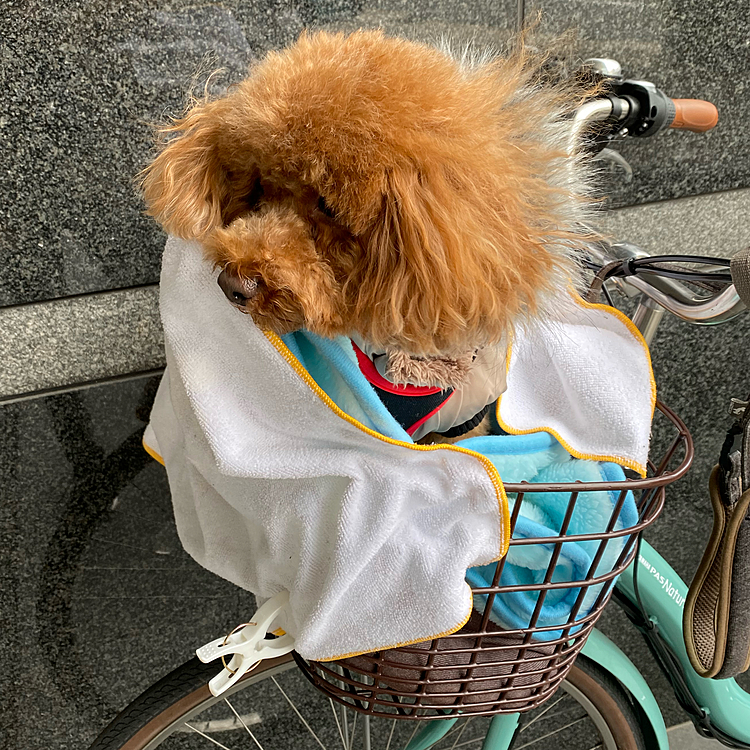 帰りのお迎えの時は降っていませんでしたが、毛布でグルグル巻にしてみました😅

洗濯バサミで固定💦