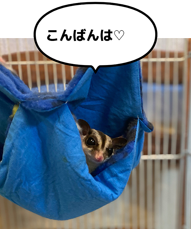昨夜から、
可愛いお客様がお泊まりに来ています。