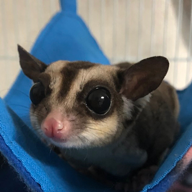 両手で持ってムシャムシャ食べる姿は、とても愛らしいんだけどね💕
