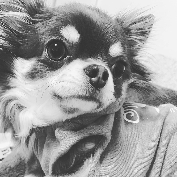 美人ならぬ美犬😍cuteすぎる💖
親バカです!!!!笑