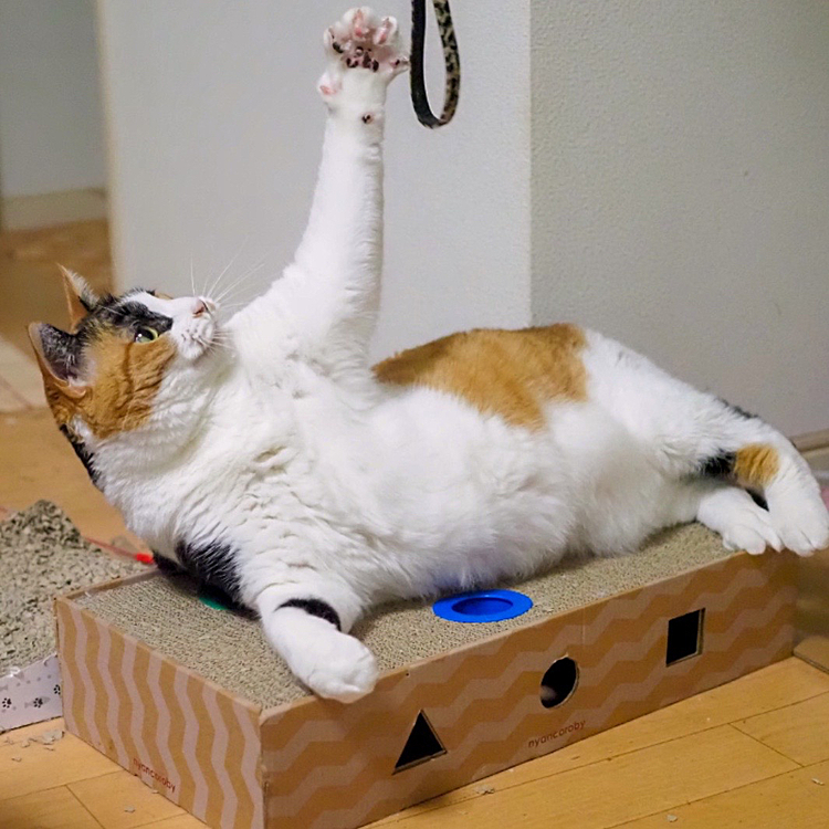 肉球見せ伸び伸びパンチ