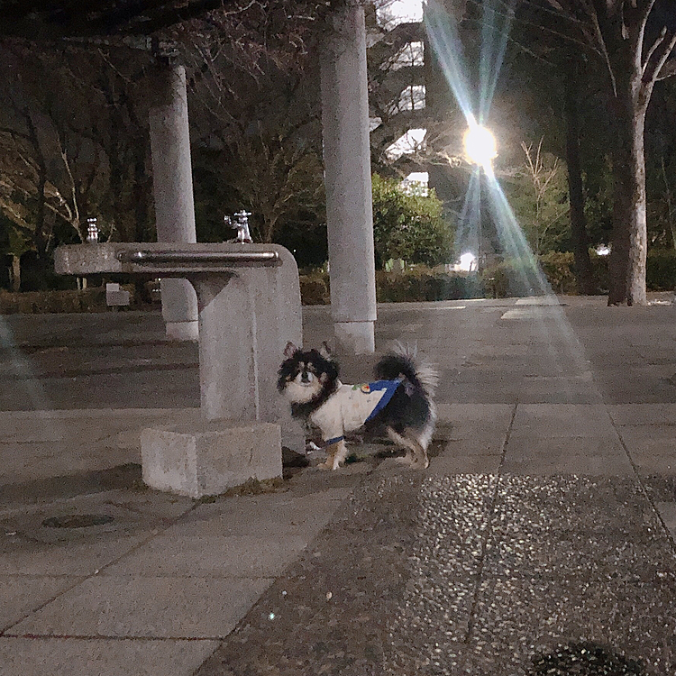 
おはようございます🔆
またまた深夜の森林公園🌳でした😊

お友達のポンちゃんもまた一緒です🐯🐶

シチューを作ってきてくれたので
公園で食べました〜🫕✨

深夜のピクニック⛺️笑

