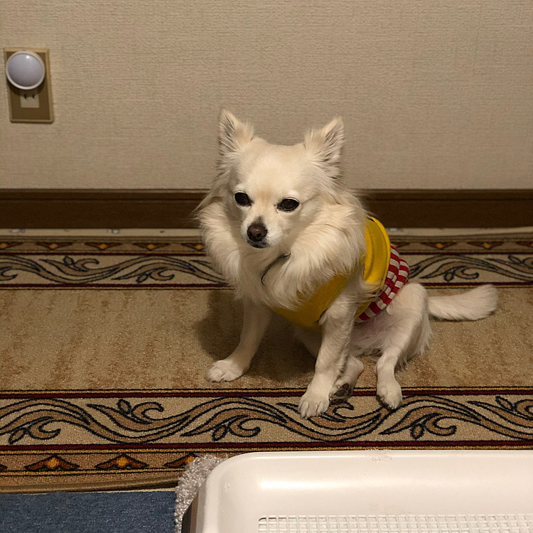 おはようございます😄

小雪、今朝はまさかのお散歩拒否❣️
いやいや、行こうよ〜🎵って
問答無用で連れて行きました🤣