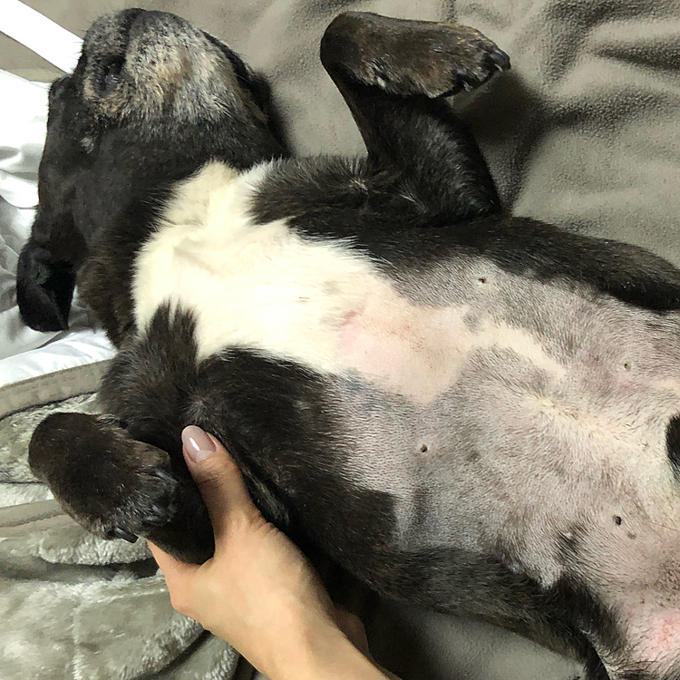 やしち 改めて お腹ジョリ男（おとこ）