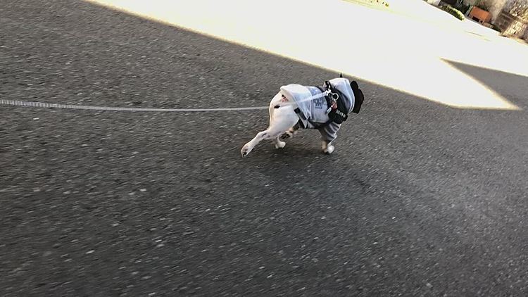 朝のお散歩行って来ました😀