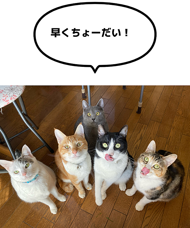 どんなオヤツ待ってるの？？と思っちゃいますよね〜(^^;;
猫草待ちです！！