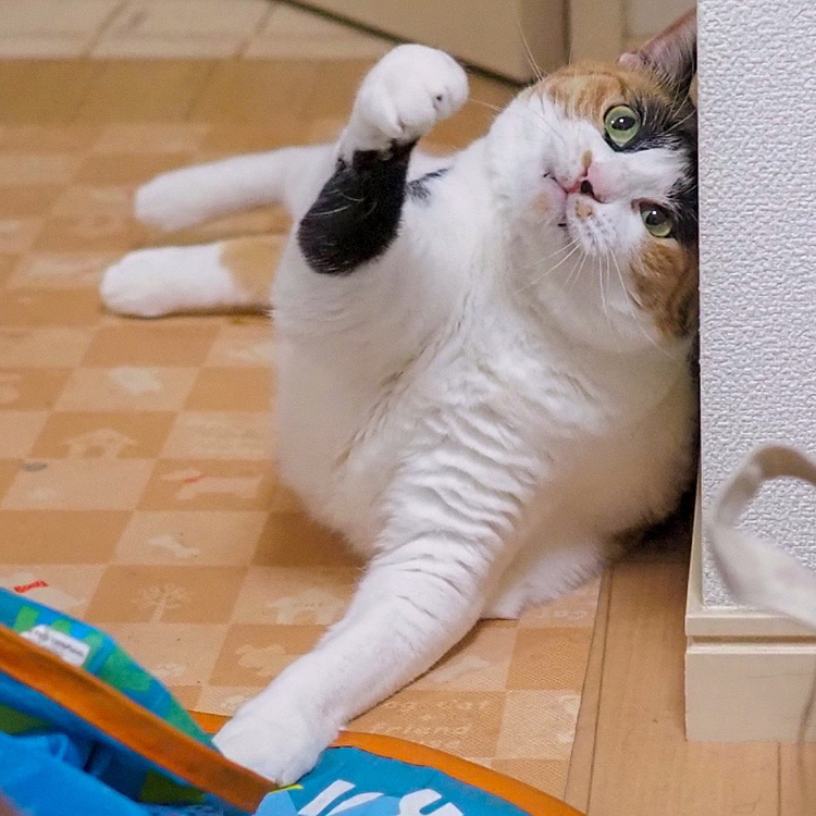 ちら牙パンチにゃ。