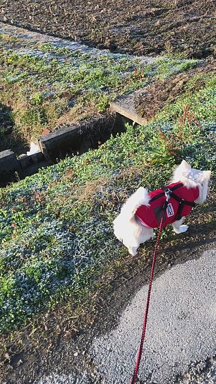 小雪もご機嫌さんで足どりも軽いです🐾
今日はシャンプーDAYやから泥んこになってもいいよ〜🤣