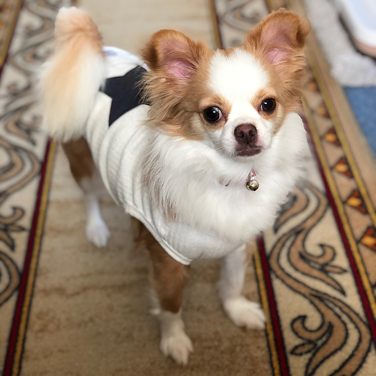小春、起きました🐶🎵
いきなりワチャワチャ騒がしいです🤣