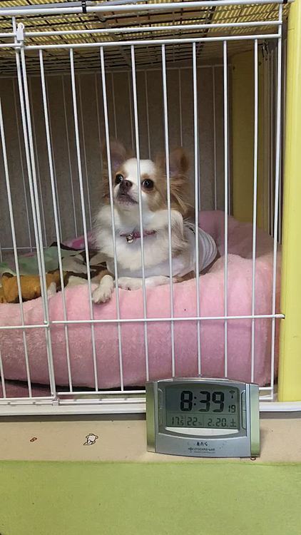 ハウスさせられて不服申し立て中🐶
小さいのに、なんでそんなに声デカいん❓🤣

小型犬は甲高い声でキャンキャンって鳴くイメージだったけど…
小雪も小春も厳ついデカい声なんです🤣

小春よ、そんな威勢よくワンワン言ってられるのは今のうちやで〜🎵
今日はシャンプーDAY🧴やからなッ😏
