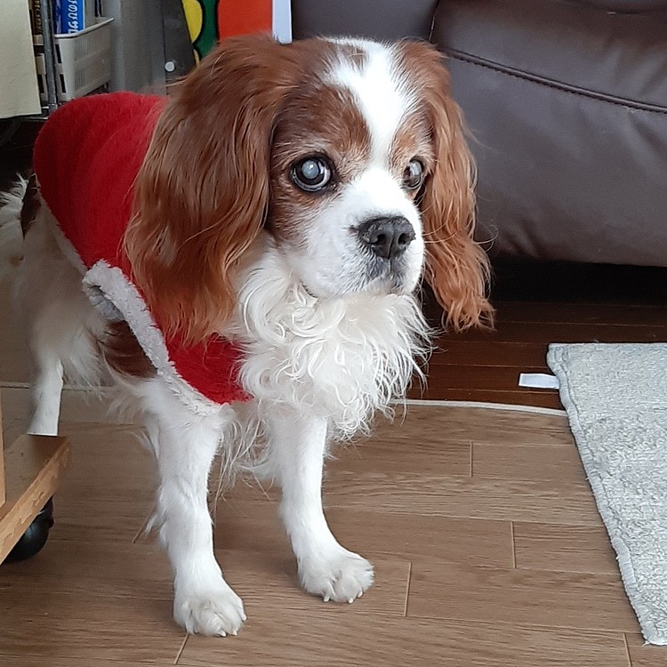 久しぶりに服を着替えました🎵
服のデザインは季節外れのクリスマス仕様です🎅。