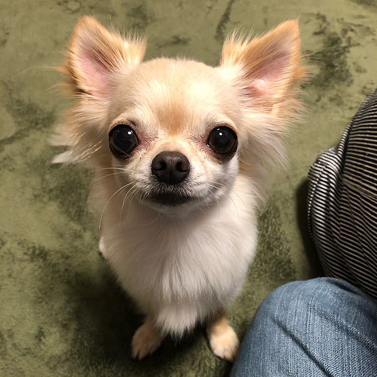 トリミングから帰ってきて頑張ったご褒美にオヤツを待ってます🐶オヤツは少しにしてちょっと早くご飯🍚にしました😊お腹が空いていたのか完食。お皿がピカピカ✨になりました😆😆