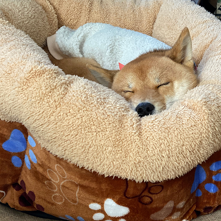 豆柴の櫂です。犬ノートからきました😊
よろしくお願いします❣️