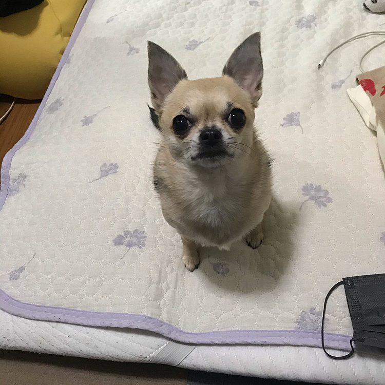 こんばんは🌙
何かガサゴソしているなぁ😅オヤツもらえるといいな🐶おすわりして待ってます😃